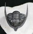 Uncommon Diademaproetus Trilobite from Ofaten #10757-1